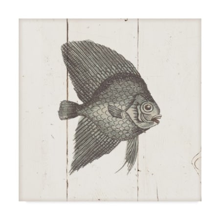 Wild Apple Portfolio 'Fish Sketches III Shiplap' Canvas Art,24x24